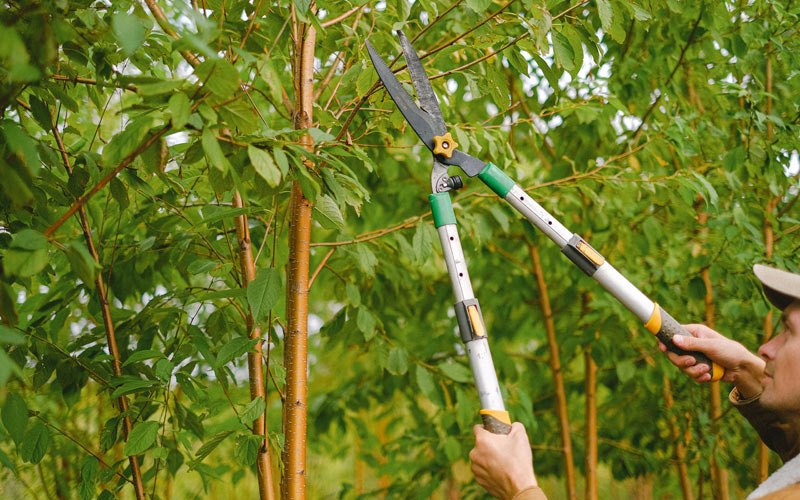 Tree trimming in Regan, ND