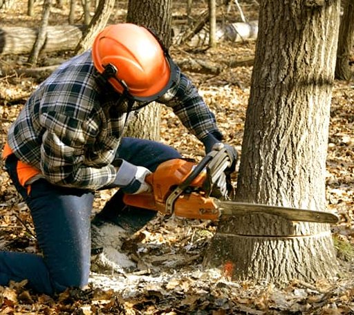 Tree Removal in Regan, ND